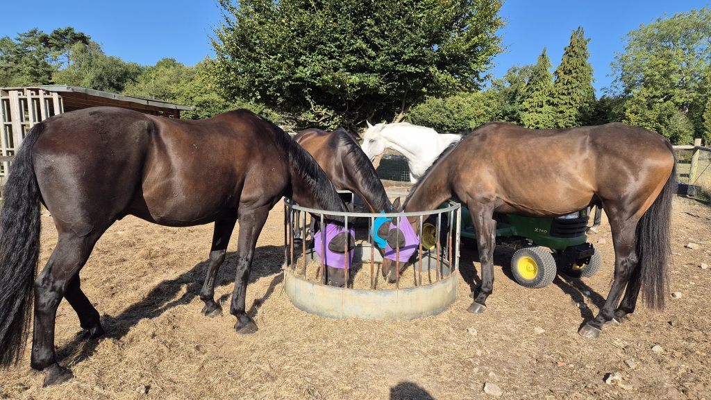 A happy herd, Finn is in the middle